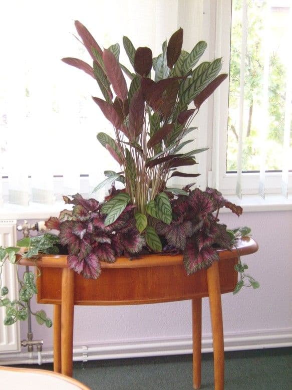 Gizella Hotel virágládák és szökőkút - Veszprém - 2. kép