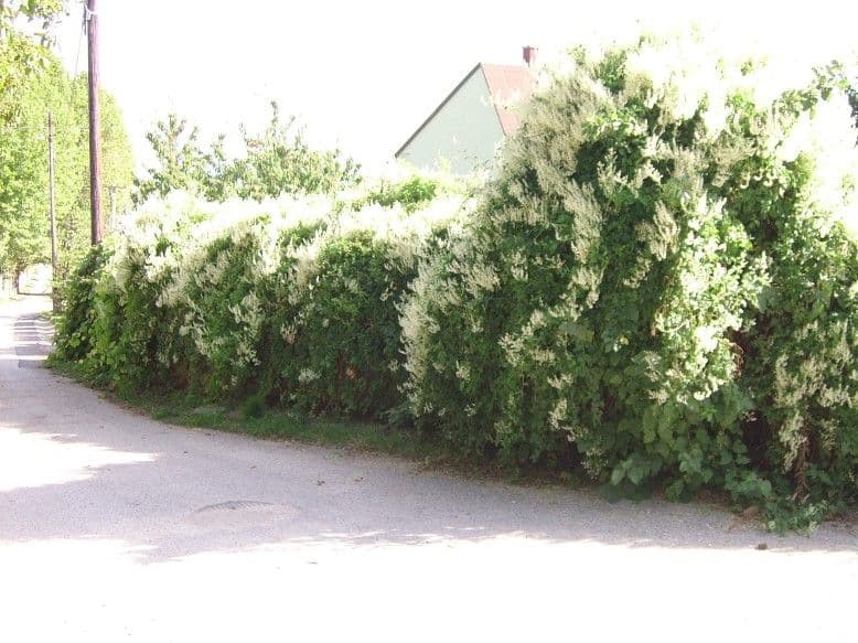 Elhanyagolt telek rendbetétele Balatonalmádiban