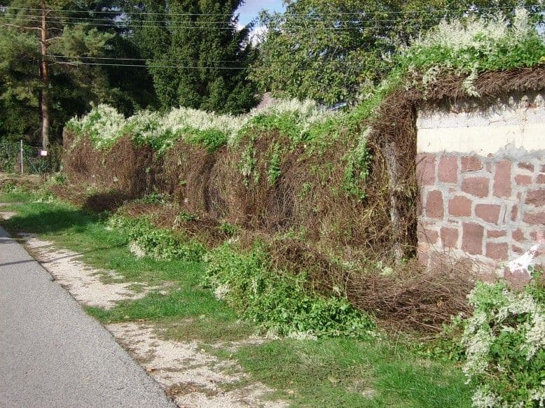 Elhanyagolt telek rendbetétele Balatonalmádiban - 4. kép