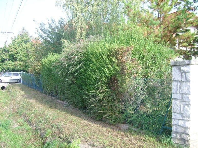 Sövénynyírás Balatonalmádiban