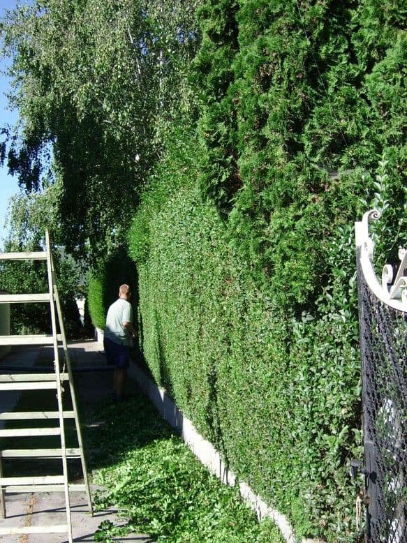 Sövénynyírás Balatonkenesén