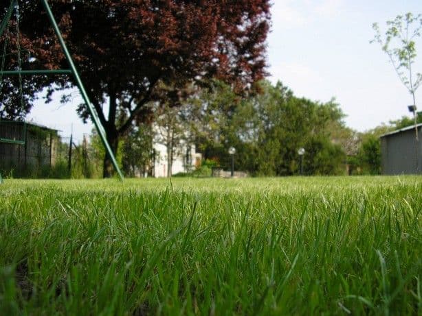 Rendszeres kertgondozás Balatonalmádiban - 5. kép