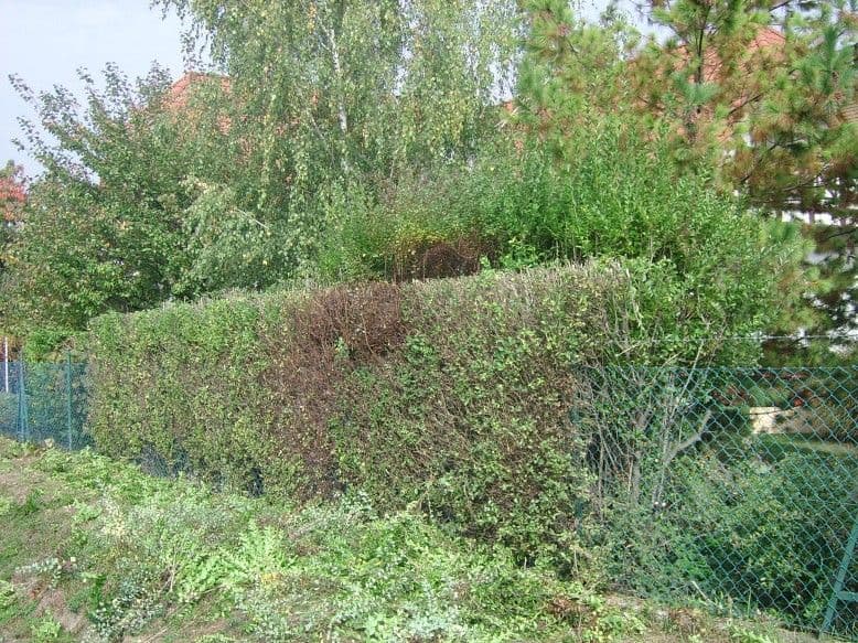 Sövénynyírás Balatonalmádiban - 2. kép