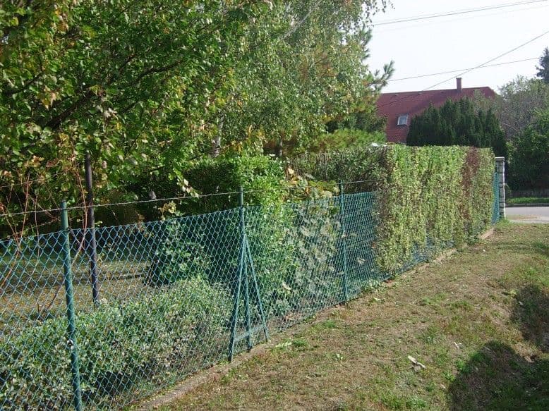 Sövénynyírás Balatonalmádiban - 3. kép