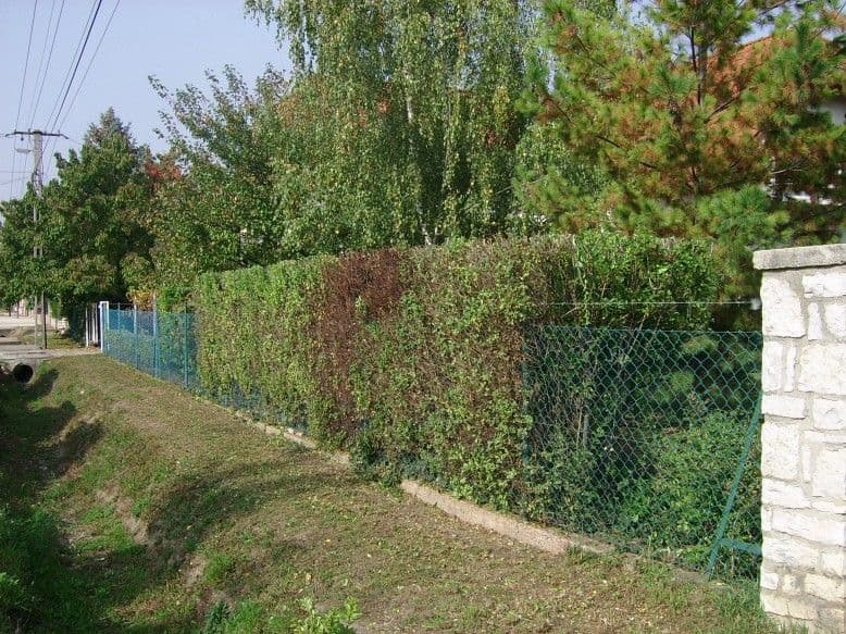 Sövénynyírás Balatonalmádiban - 4. kép