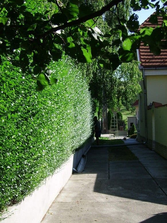 Sövénynyírás Balatonkenesén - 2. kép