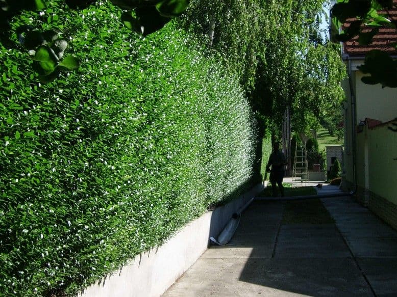 Sövénynyírás Balatonkenesén - 3. kép