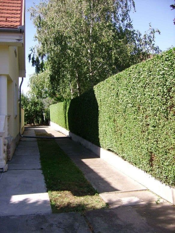 Sövénynyírás Balatonkenesén - 4. kép